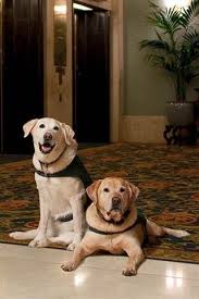 Hotels Are Going To The Dogs For Guests Enjoyment Shelter Dogs Dog Friends Dog Friendly Hotels