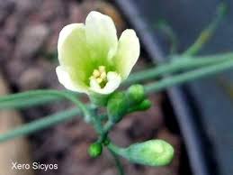 Image result for Pyrenacantha kirkii