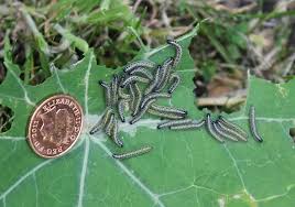 Figure 7 mortality of cabbage white butterfly larvae fed p. Raising Cabbage White Caterpillars Stuwahacreations