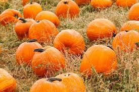 Image result for Cucurbita