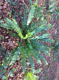 Image result for Asplenium elliottii