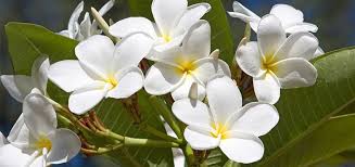 Frangipani Frangipani Easy Care Plants Fragrant Flowers