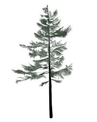 Pine tree clip art free. Pine Tree Clipart Free 3 Clipart World