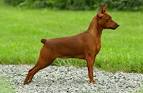 Miniature Pinscher Puppies for Sale | PuppySpot