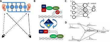 It's truly become something i can always rely on and help me. Clocks Within Clocks Timing By Coincidence Detection Abstract Europe Pmc