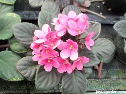We did not find results for: Learning About African Violets