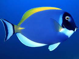 Fish Perth Mint Surgeaon Fish Reef Series Ii Beautiful Fish Tropical Fish Ocean Creatures