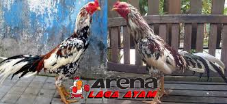 Ayam laga yang bagus harus memiliki mental dan juga tubuh yang 4. Ciri Ayam Blorok Madu Aduan Super Tangguh Serta Keunggulannya