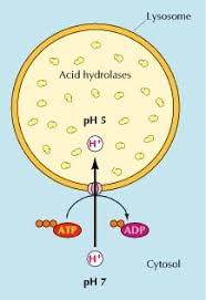 Maybe you would like to learn more about one of these? What Is The Function Of Lysosomes Science Trends
