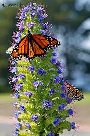 Pin On Ladybugs Butterflies Moths Etc 3