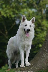 Pin On Favorite Dogs