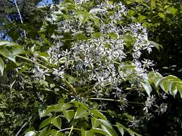 Image result for Melia azedarach