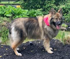 Ibpsa members include the owners and employees of pet boarding and daycare facilities. Welcome Molly S Country Kennels