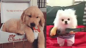 Obedience training, housebreaking, dog diet & nutrition Baby Dogs Video Cute Puppies And Funny Dog Videos Compilation 6 Baby Dogs Cute Baby Dogs Cute Puppies