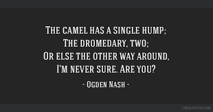 They are native to the dry and desert areas of northern africa the dromedary and the bactrian camel are both still used for milk (which is more nutritious than cow's milk), meat, and as beasts of burden. The Camel Has A Single Hump The Dromedary Two Or Else The Other Way Around I
