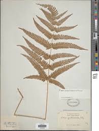 Image result for Pteris similis