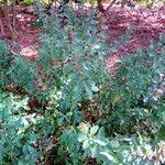 Image result for Dyschoriste albiflora