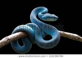 Blue Viper Snake On Branch Viper Snake Blue Insularis Trimeresurus Insularis Viper Snake Cute Reptiles Snake Photos