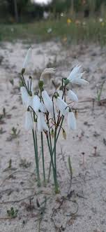 A iniciativa reúne, de forma virtual, cerca de 40 líderes mundiais e pretende reforçar os esforços para limitar o aumento para incentivar essa missão, a onu lança no dia mundial do meio ambiente, 5 de junho, a década das nações. Eyjg 92ybmfncm