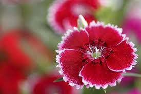 This bright colored perennial produces single, deep magenta red flowers atop a low mound of glaucous blue foliage. Red Flowers That Can Make Your Day Cgtn