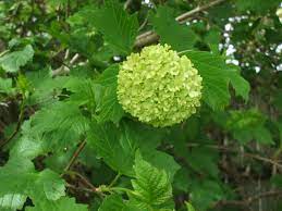 Maybe you would like to learn more about one of these? Pompom Tree Ordinarygoodness