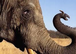 We did not find results for: Are Elephants Afraid Of Mice Why Are Elephants Scared Of Mice