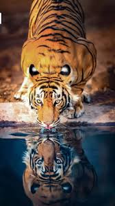 Maybe you would like to learn more about one of these? Tiger Wallpapers Download Best Tiger Wallpaper Backgrounds