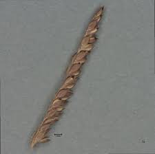 Image result for Urochloa reptans