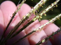 Image result for Bothriochloa radicans