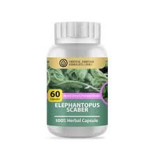 Image result for Elephantopus scaber