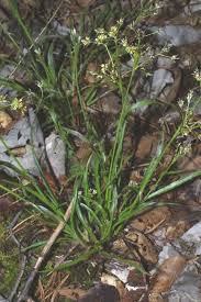 Image result for Luzula johnstonii