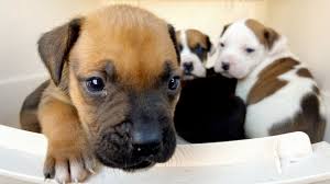 Search for dogs for adoption at shelters near fresno, ca. Pet Adoption Abc13 Houston