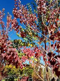 Image result for Sapium