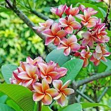 Pin On Gardening