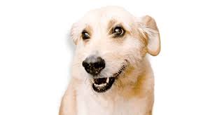 Why buy a puppy for sale if you can adopt and save a life? Salt Airedale And Labrador Cross From A D O P T Pet Shelter In Naperville Illinois High Hopes For Pets High Hopes For Pets