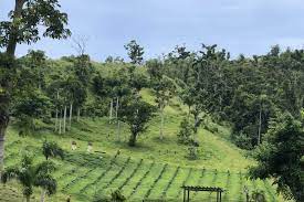 Coffee plantation tour from san juan. Visit A Working Coffee Hacienda In Puerto Rico Discover Puerto Rico
