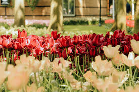 As far as the eye could see stretched a sea of red tulips, yellow daffodils, and purple hyacinths. Holland Tulip Festival Keukenhof The Netherlands In Bloom Continent Hop