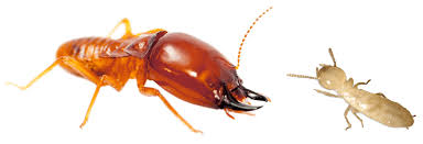 Termite swarms and termite control. Baltimore Highlands Termite Control On The Fly Pest Solutions