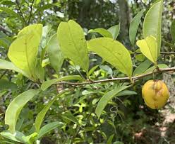 Image result for Ximenia americana