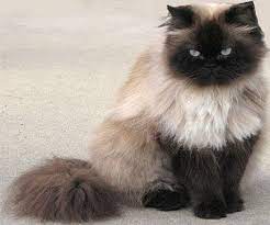 What about flame point siamese cat temperament, are flame point siamese cats mean? Himalayan Cat Information Characteristic And How To Take Care