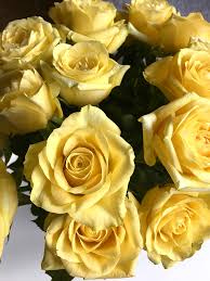 Aster atau daisy banyak tumbuh di padang rumput. Page 1 Tag Gambar Mawar Kuning Kuantitas Gambar 653 Tag Hippopx
