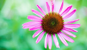 We did not find results for: How To Till A Garden How When To Till Your Garden S Soil