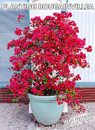 Planting Bougainvillea In Pots The Mix To Use And Key Thing To Know Plants Bougainvillea Care Bougainvillea