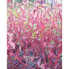 Image result for Sericorema sericea