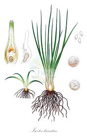 Image result for Isoetaceae