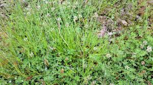 Image result for Carex leptosaccus