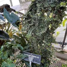 Image result for Ficus pygmaea
