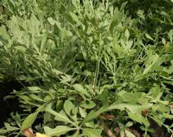 Image result for Cussonia corbisieri