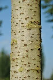 Image result for Populus ×  canescens