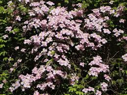 We did not find results for: Clematis Rubens Clematis Montana Rubens Baumschule Horstmann